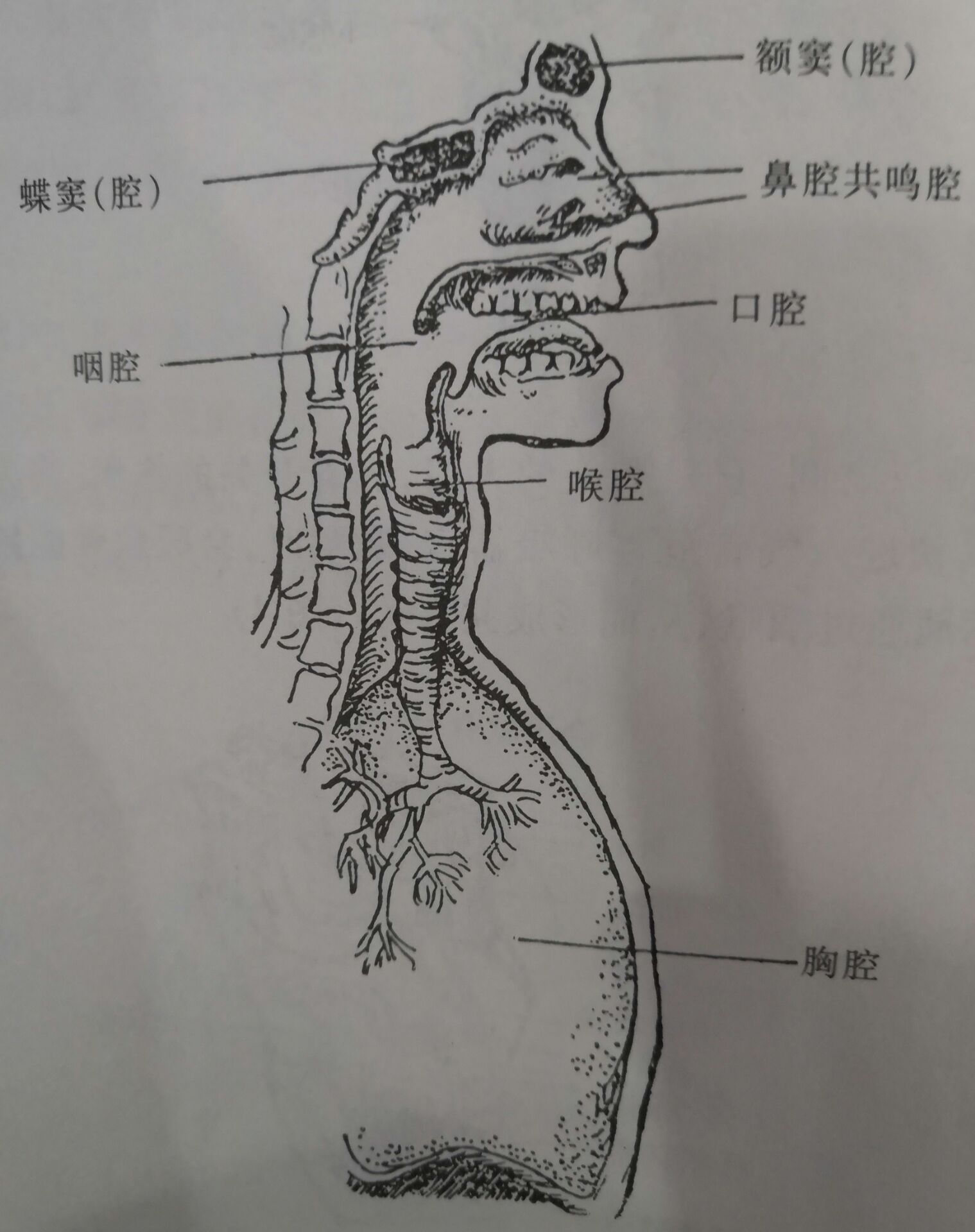 共鳴器官